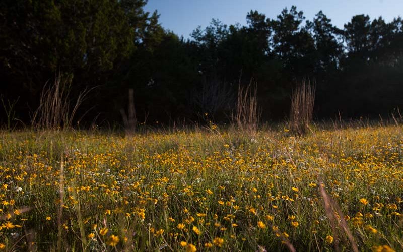 texas wildflower meadow at Lotus Ranch in Wimberley TX